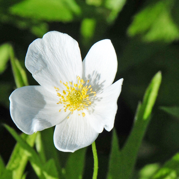 CANADA ANEMONE